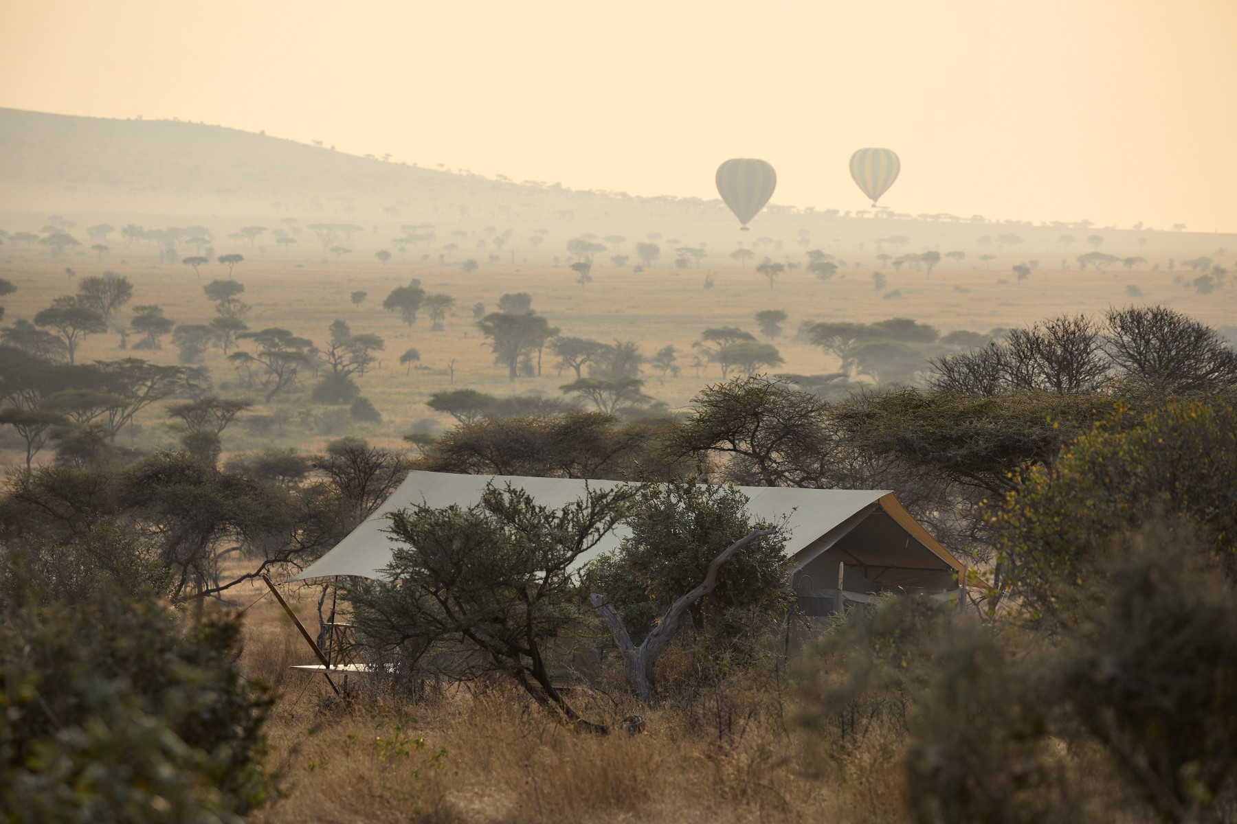 Out of Africa by Laba Laba